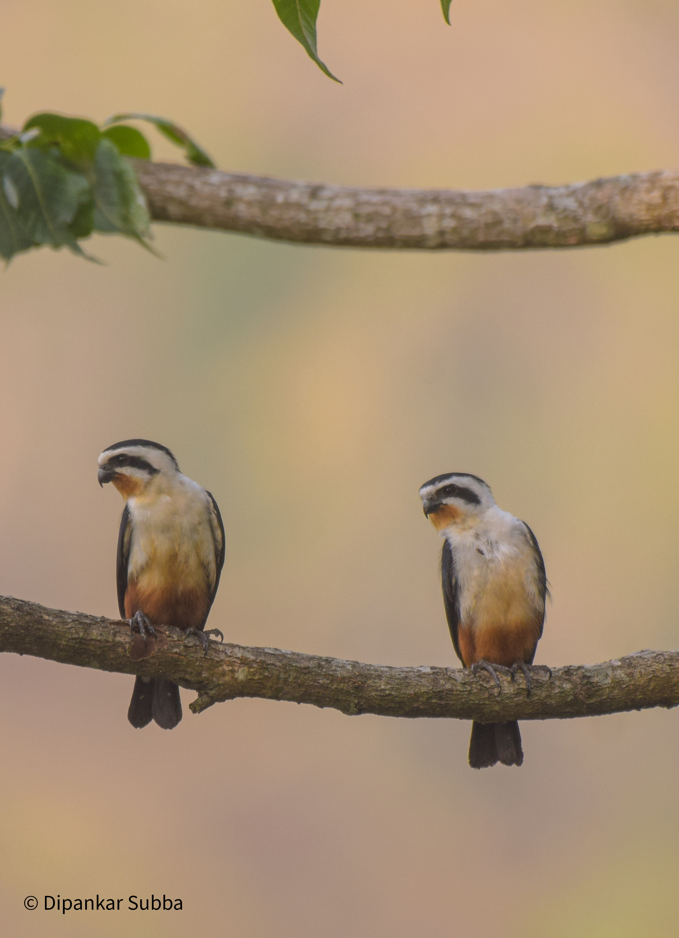 Collared Falconet